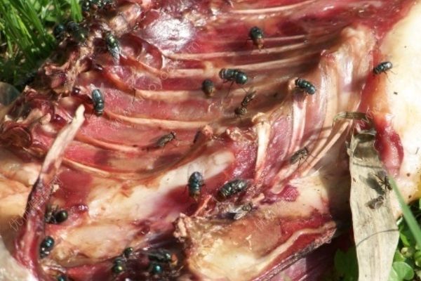 被蒼蠅叮過的食物還能吃嗎？被蒼蠅叮過的食物能不能吃？(4)