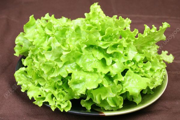 生菜是發(fā)物嗎？生菜與什么食物相克？(4)