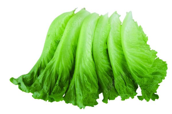 生菜如何保鮮？生菜如何保存？(4)
