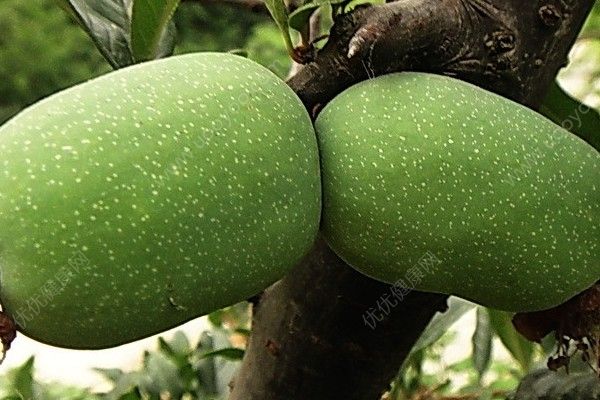 木瓜硬的能吃嗎？木瓜硬的可以吃嗎？(2)