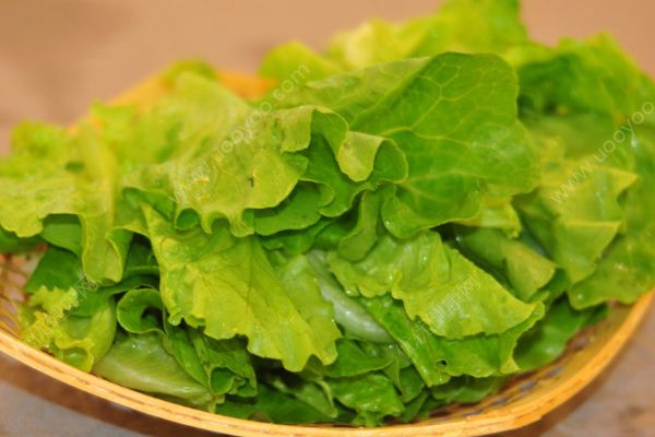 生菜的營養(yǎng)價值有哪些？生菜的功效與作用(1)