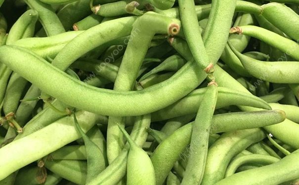 四季豆沒熟為什么有毒？四季豆沒熟中毒怎么辦？(1)