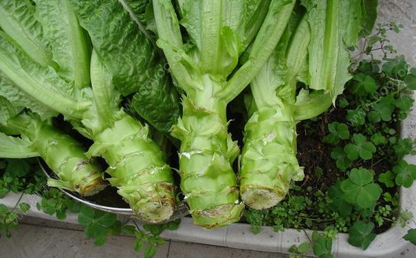 坐月子能吃萵筍嗎？月子里能不能吃萵筍？(1)