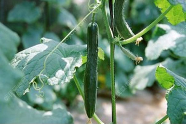 吃黃瓜對(duì)身體有什么好處？每天吃黃瓜的好處(1)