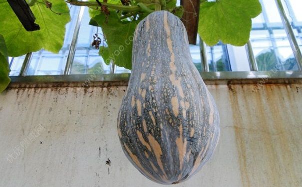南瓜可以天天吃嗎？經(jīng)常吃南瓜有什么好處和壞處？(1)