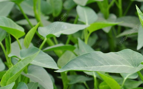 空心菜有什么營養(yǎng)？空心菜有什么功效？(4)
