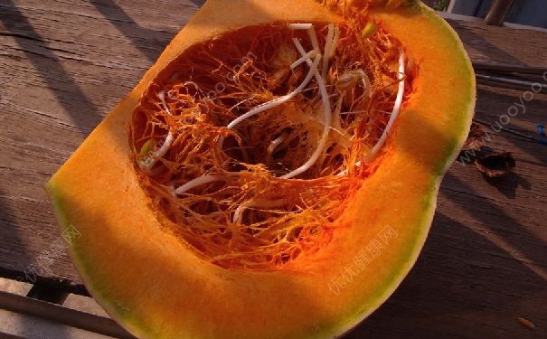 南瓜里面發(fā)芽了能吃嗎？南瓜發(fā)芽吃了會怎么樣？(1)