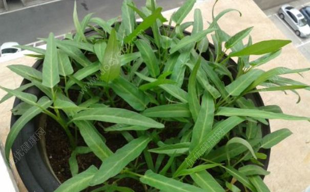 空心菜是涼性的嗎？空心菜是酸性還是堿性？(1)