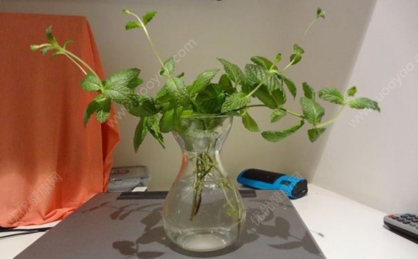 薄荷水培好還是土培好？薄荷水培方法(2)