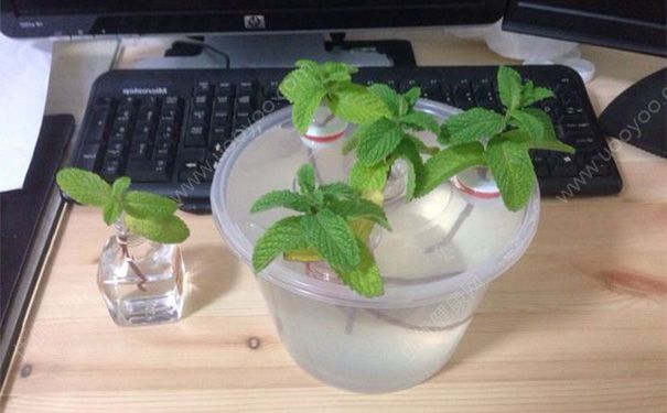 薄荷水培好還是土培好？薄荷水培方法(3)