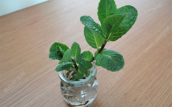 薄荷需要每天澆水嗎？薄荷需要經(jīng)常澆水嗎？(3)
