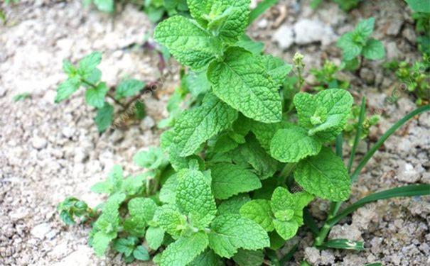 薄荷發(fā)芽要多久？薄荷一般幾天發(fā)芽？(1)