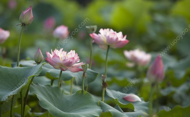 荷花什么時(shí)候開(kāi)？荷花開(kāi)花時(shí)間(1)