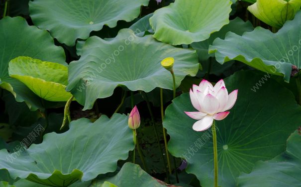 荷花什么時(shí)候開(kāi)？荷花開(kāi)花時(shí)間(3)