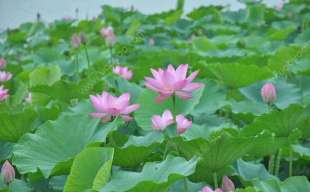 荷花是什么顏色？荷花有什么顏色？(1)