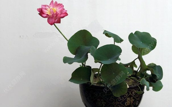 荷花是什么顏色？荷花有什么顏色？(4)