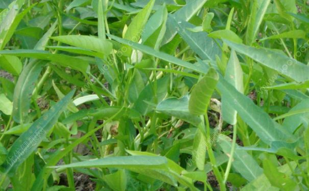 空心菜能多吃嗎？空心菜能天天吃嗎？(1)