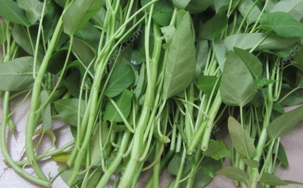 空心菜解藥性嗎？空心菜是不是解藥性？(1)
