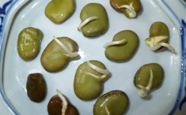 發(fā)芽的蠶豆能吃嗎？發(fā)芽的蠶豆可以吃嗎？(1)