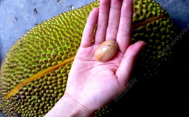 菠蘿蜜的核有什么功效？菠蘿蜜核的營(yíng)養(yǎng)價(jià)值(1)