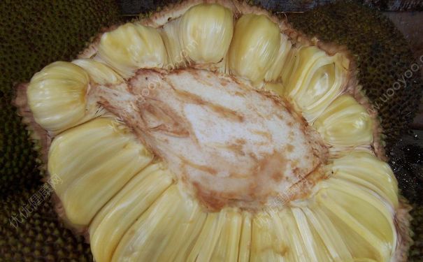 菠蘿蜜壞了可以吃嗎？菠蘿蜜壞的是什么味道？(1)