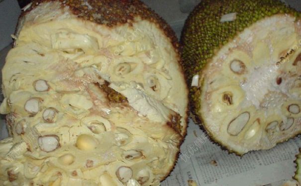菠蘿蜜壞了可以吃嗎？菠蘿蜜壞的是什么味道？(3)