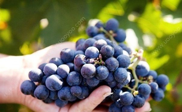藍(lán)莓上面白色的是什么？藍(lán)莓上的白霜能吃嗎？(3)