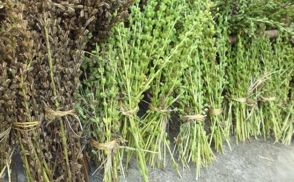 芝麻是怎么來的？芝麻是怎么長出來的？(2)