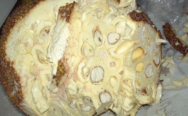 菠蘿蜜沒(méi)熟能吃嗎？菠蘿蜜沒(méi)熟怎么辦？(1)