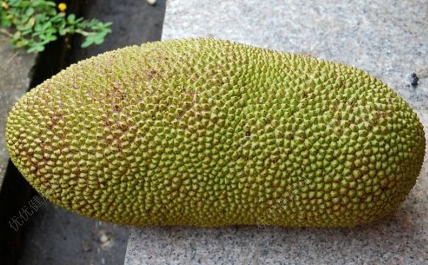 菠蘿蜜太多了怎么辦？菠蘿蜜太大怎么保存？(2)