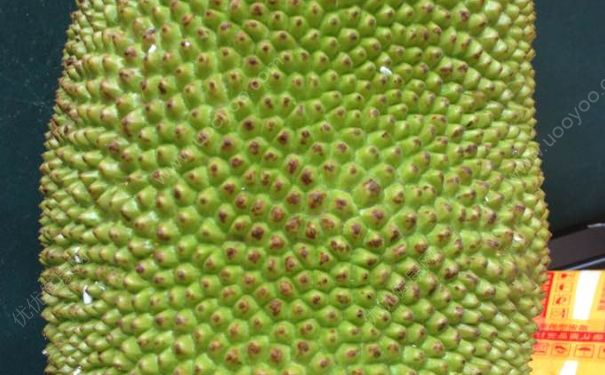 菠蘿蜜要放冰箱嗎？菠蘿蜜可以放冰箱嗎？(2)
