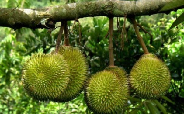 榴蓮樹長什么樣？榴蓮樹幾年結果？(1)
