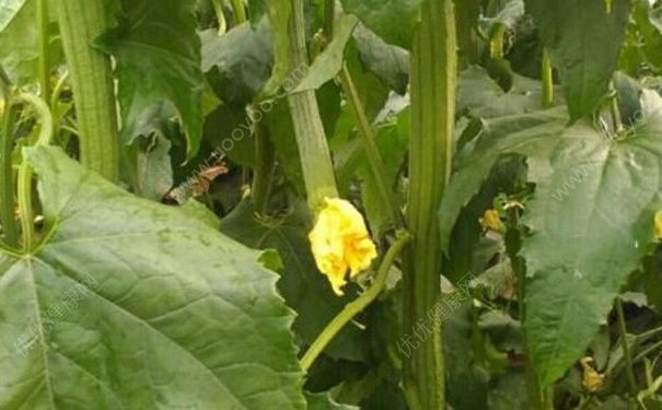 夏季防曬可以吃哪些果蔬？夏天防曬噴霧有哪些好用？(1)