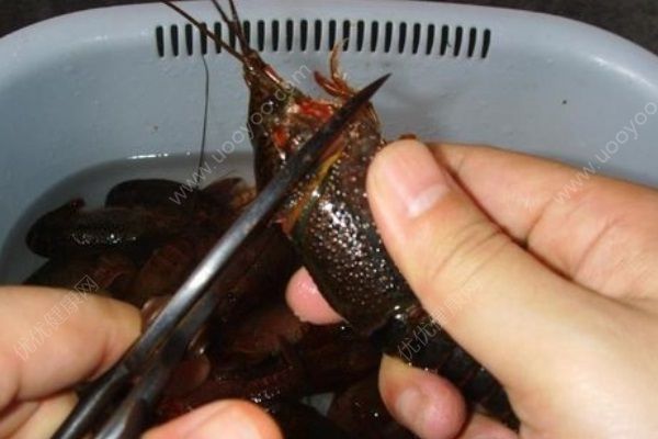 怎么殺龍蝦？龍蝦怎么殺？(3)