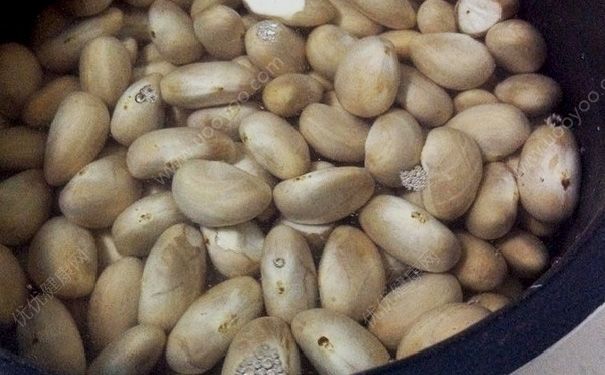 菠蘿蜜的核能吃嗎？菠蘿蜜的核怎么吃？(3)