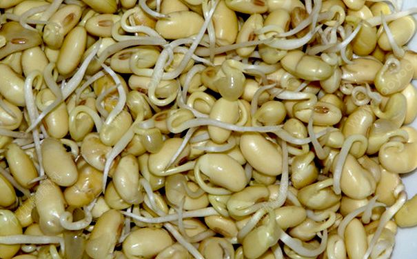 黃豆怎么發(fā)豆芽？黃豆在水里怎么發(fā)芽？(4)