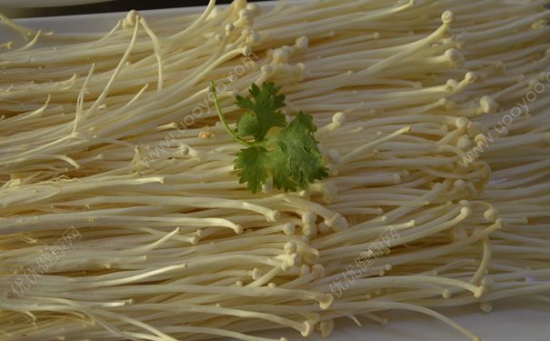 金針菇和雞蛋能一起吃嗎？金針菇能炒雞蛋嗎？(1)