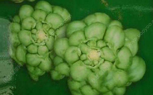 榨菜頭要腌制多久？榨菜頭壇子腌多久能吃？(1)