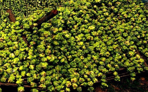 榨菜頭要腌制多久？榨菜頭壇子腌多久能吃？(2)