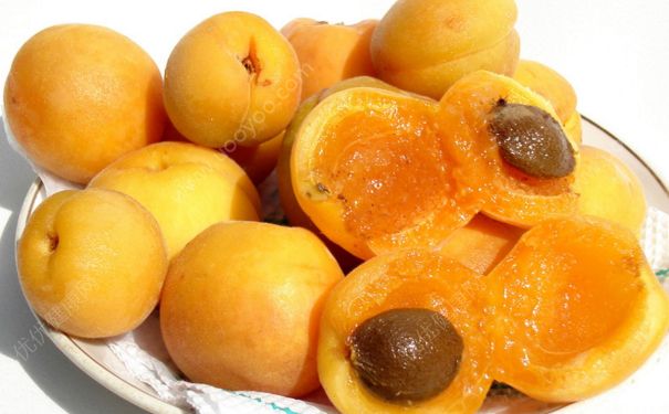 杏子可以用來燒菜嗎？杏子可以燒什么菜？(1)