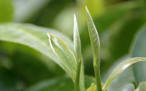茶葉如何美容護(hù)膚？茶葉美容護(hù)膚的方法是什么？(1)