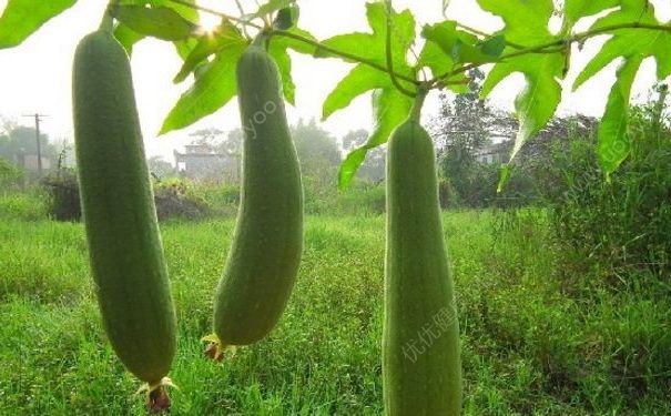 夏天有什么適合老人吃的食物？夏天什么食物適合老人吃？(2)