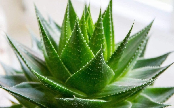 蘆薈有哪些好處？蘆薈有哪些作用？(1)