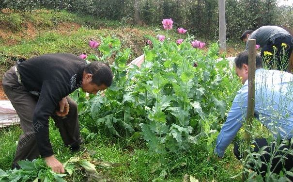 大媽為了燉肉種390株罌粟，種罌粟違法嗎？(1)