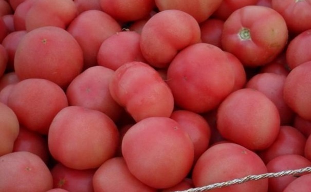 經(jīng)期可以吃西紅柿嗎？經(jīng)期吃大量西紅柿有什么壞處？(1)