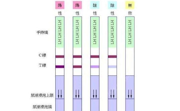如何用排卵試紙測(cè)排卵？用排卵試紙測(cè)排卵的方法(1)