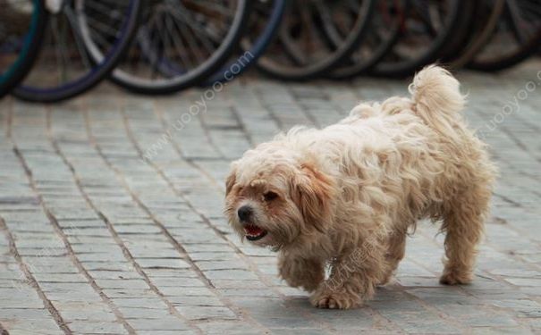 被狗咬傷后打四針疫苗依然狂犬病發(fā)作身亡，被狗咬了怎么辦？(2)