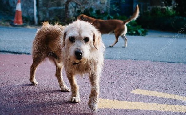 被狗咬傷后打四針疫苗依然狂犬病發(fā)作身亡，被狗咬了怎么辦？(3)
