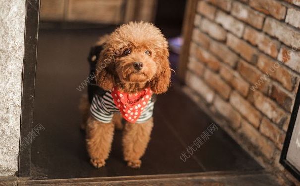 上海男子被寵物犬輕輕咬傷手背，兩個(gè)月后發(fā)病死亡(1)