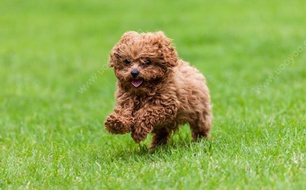 上海男子被寵物犬輕輕咬傷手背，兩個(gè)月后發(fā)病死亡(3)
